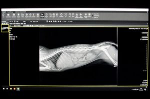 Röntgenaufnahmen - in unsere Tierarztpraxis können wir auch Röntgenaufnahmen direkt anfertigen
